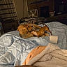 dogs, dog, pets, animals, wrestling, playing, bed, blanket, bedroom, indoors, home, golden_dog, small_dog, brown_dog, fur, tail, cuddling, messy_room, fan, toilet_paper