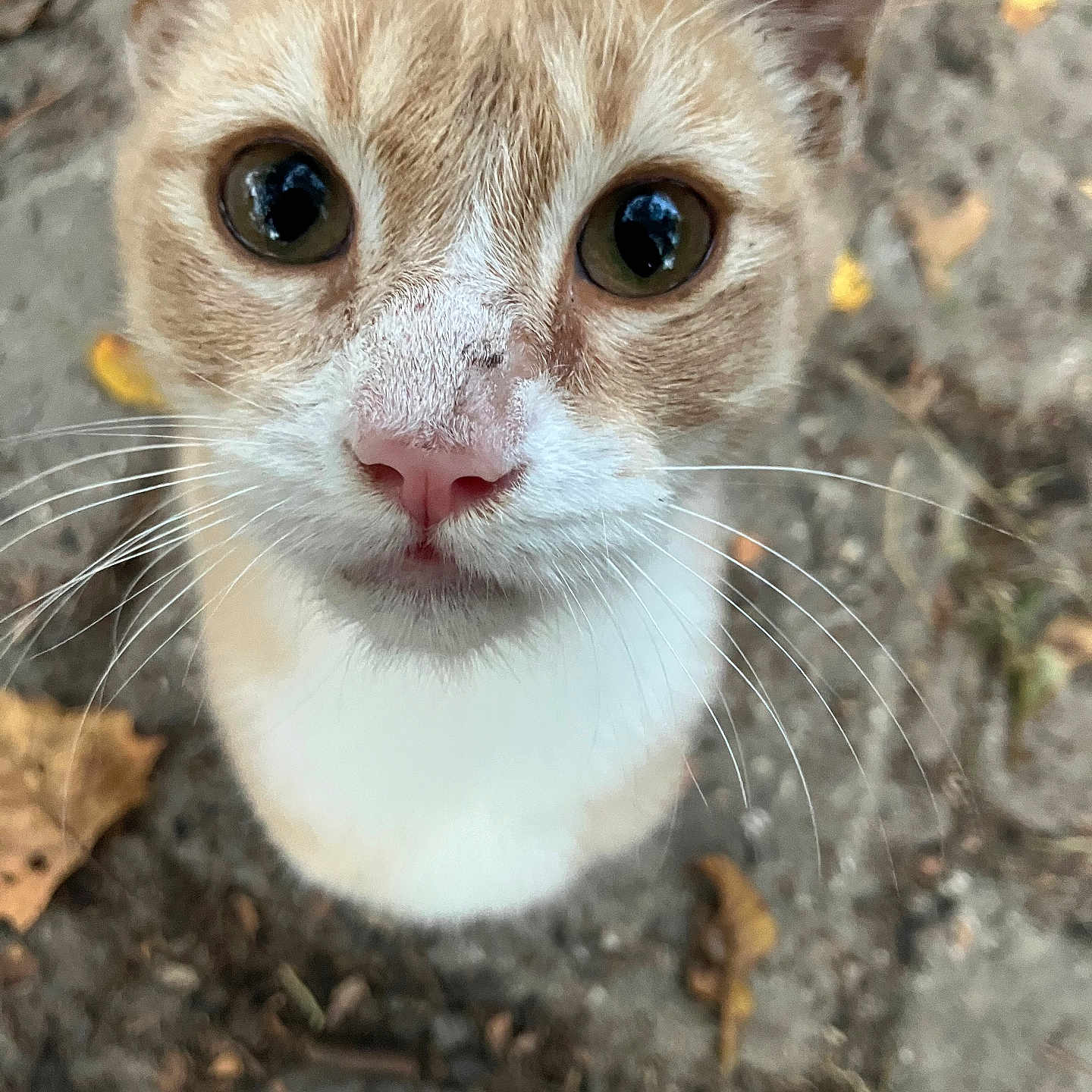 Little G is registered to the contest to win money with this photo: cat, animal, pet, ginger_cat, white_fur, whiskers, close_up, outdoor, nature, curious, wide_eyes, pink_nose, ears, feline, mammal, ground, leaves, twigs, daylight, portrait