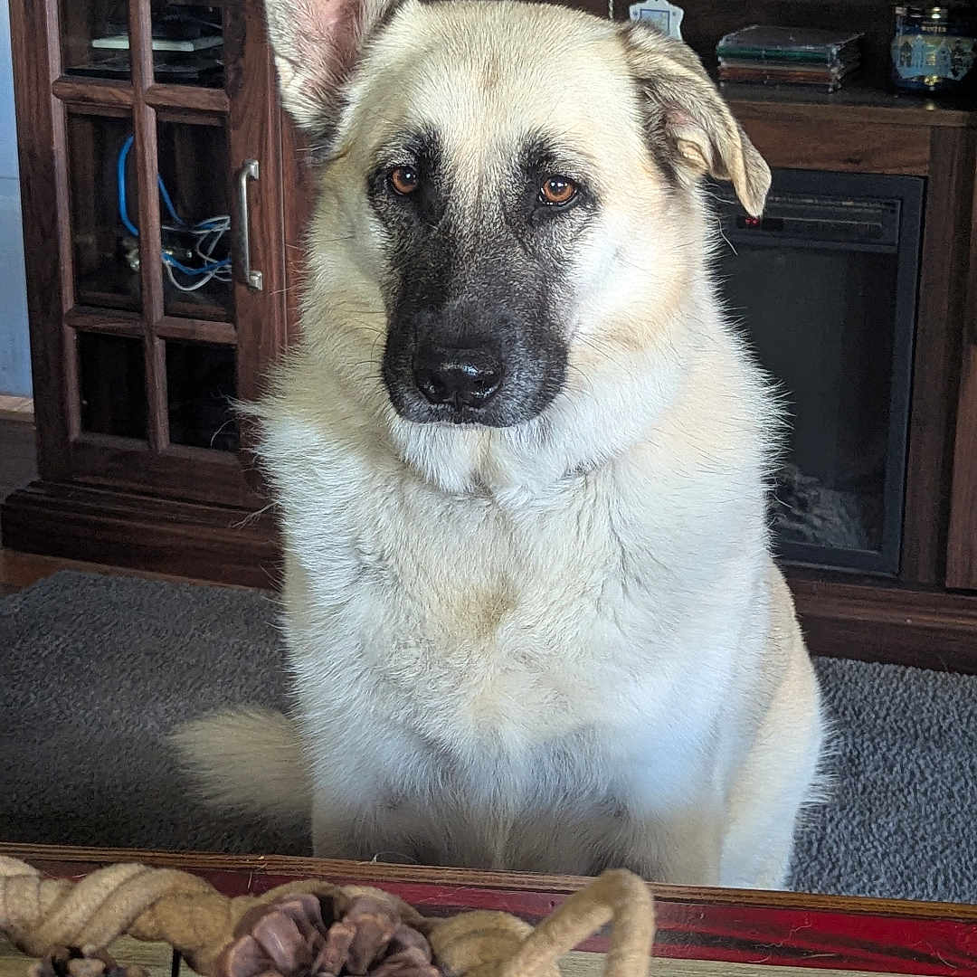 Willow joined the competition — help win amazing prizes! basket, beige, black_nose, brown, cabinet, carpet, curious, decor, dog, ear, furniture, home, indoor, living_room, pet, pinecones, portrait, remote_control, television, wooden_table