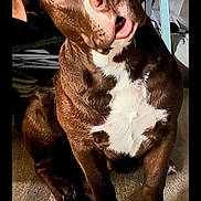 Amos is registered to the contest to win money with this photo: dog, brown, white, pet, indoor, expression, wide_eyes, tilted_head, canine, fur, nose, mouth, sitting, animal, companion, clutter, floor, table, app_interface, advertisement