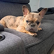 Gizmo joined the competition — help win amazing prizes! dog, french_bulldog, puppy, couch, indoor, living_room, gray, fabric, pet, animal, ears, resting, floor, door, blanket, furniture, cute, young, companion, home