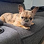 dog, french_bulldog, puppy, couch, indoor, living_room, gray, fabric, pet, animal, ears, resting, floor, door, blanket, furniture, cute, young, companion, home