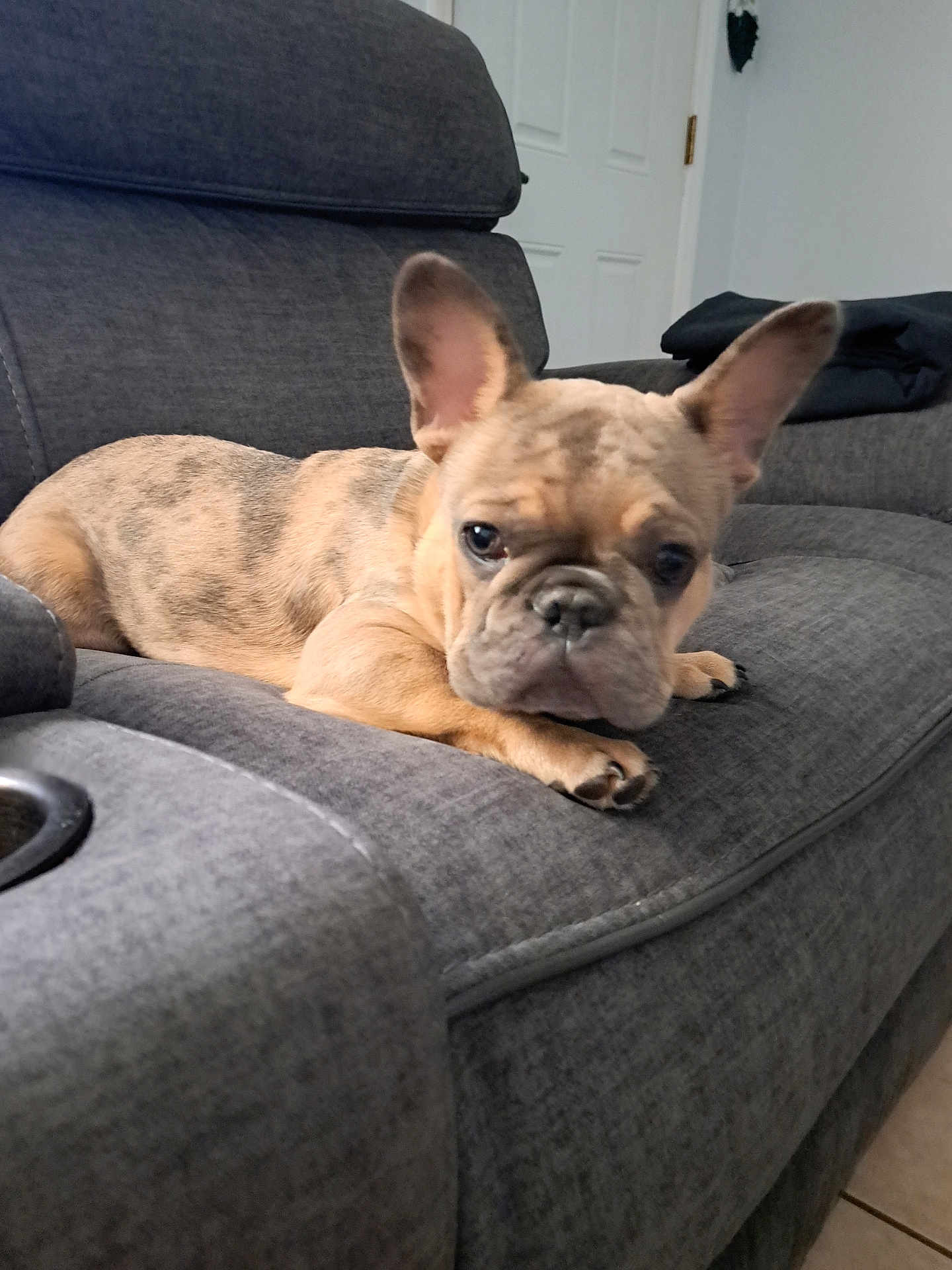 Gizmo