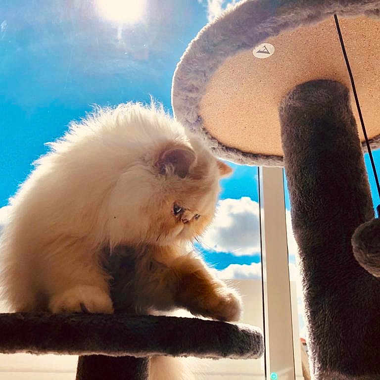 Mínino joined the competition — help win amazing prizes! angora, animal, architecture, bear, building, canine, cat, dog, fountain, indoors, kitten, lamp, nature, outdoors, pet, shelter, sky, water, window, windowsill