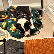 Bayko a rejoint le concours — aidez-le/la à gagner de superbes lots ! puppy, dog, blanket, sleeping, indoor, floor, black_and_white, decor, gingerbread_pattern, snowflake_pattern, harness, cozy, resting, quiet, pet, domestic, carpet, door, home, relaxing