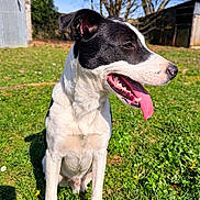 Bayko a rejoint le concours — aidez-le/la à gagner de superbes lots ! animal, black_and_white, building, close_up, day, dog, ear, grass, happy, kennel, lawn, nose, outdoors, paws, pet, portrait, sitting, sunny, tongue_out, trees