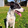 animal, black_and_white, building, close_up, day, dog, ear, grass, happy, kennel, lawn, nose, outdoors, paws, pet, portrait, sitting, sunny, tongue_out, trees