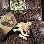cat, black_and_white, sleeping, armchair, camo_pattern, pillow, rooster_design, blanket, indoor, cozy, furniture, pet, relaxed, resting, tail, fur, whiskers, ears, home, comfort