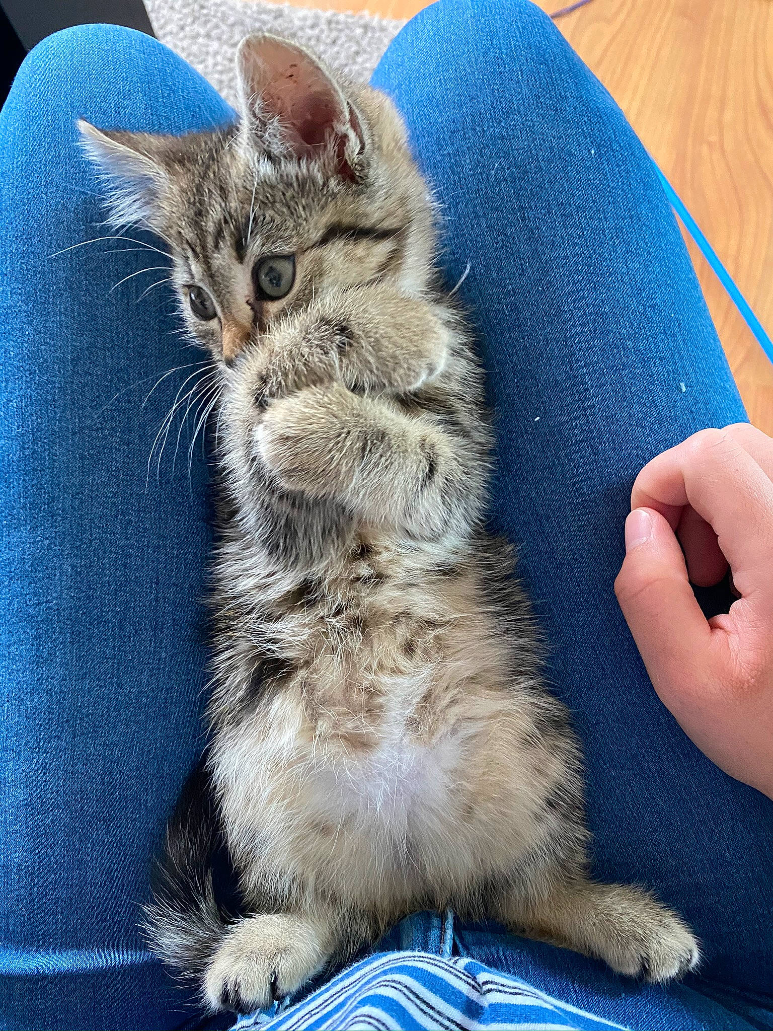 Haïa a rejoint le concours — aidez-le/la à gagner de superbes lots ! blue, carnivore, cat, claw, comfort, domestic_short_haired_cat, electric_blue, felidae, fur, gesture, paw, sitting, small_to_medium_sized_cats, snout, tail, whiskers