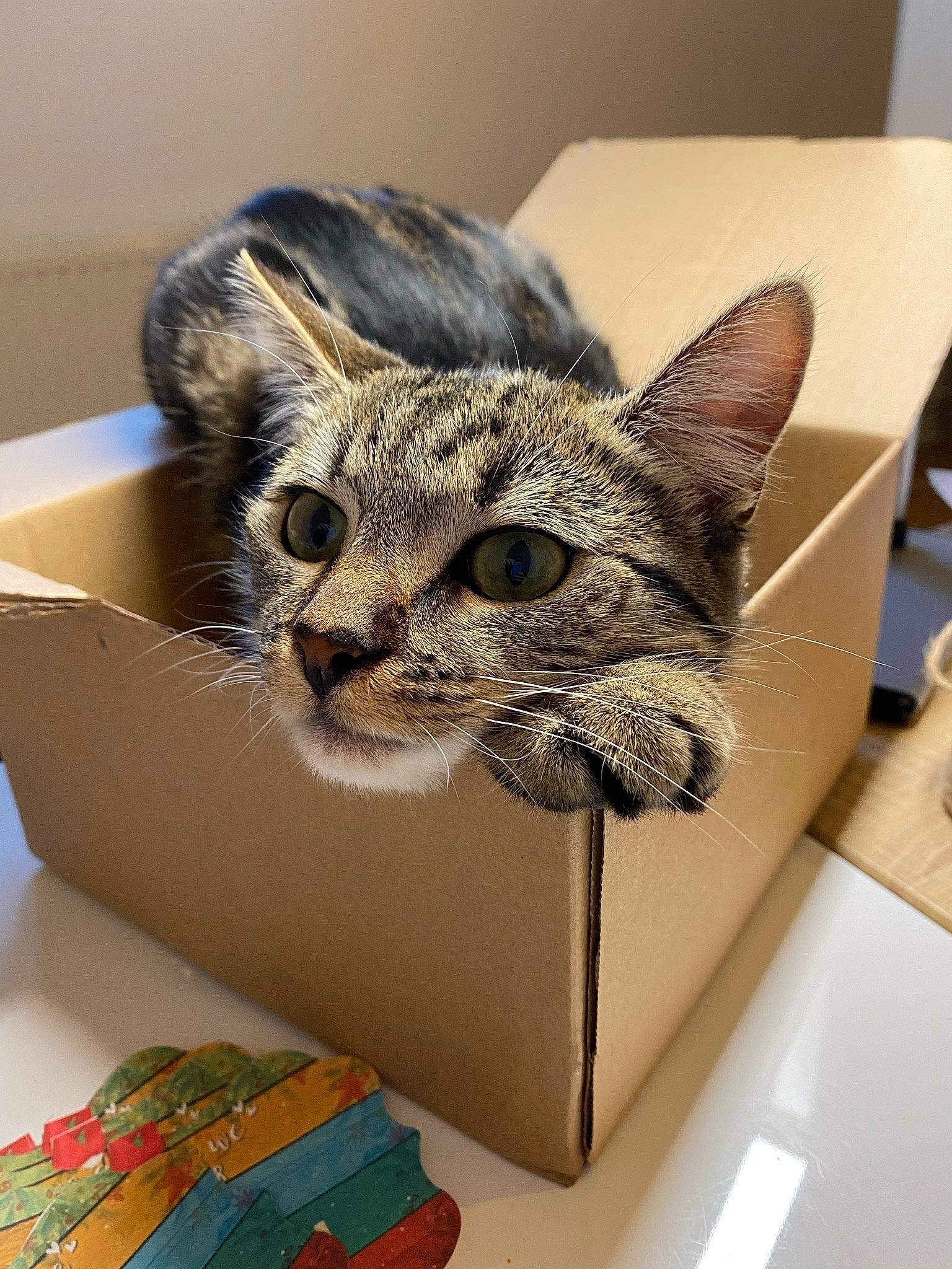 Haïa participe au concours pour gagner de l'argent avec cette photo : art, bag, box, cardboard, carnivore, carton, cat, domestic_short_haired_cat, eyewear, fashion_accessory, felidae, fur, packaging_and_labeling, paper, paper_product, shipping_box, small_to_medium_sized_cats, snout, visual_arts, whiskers