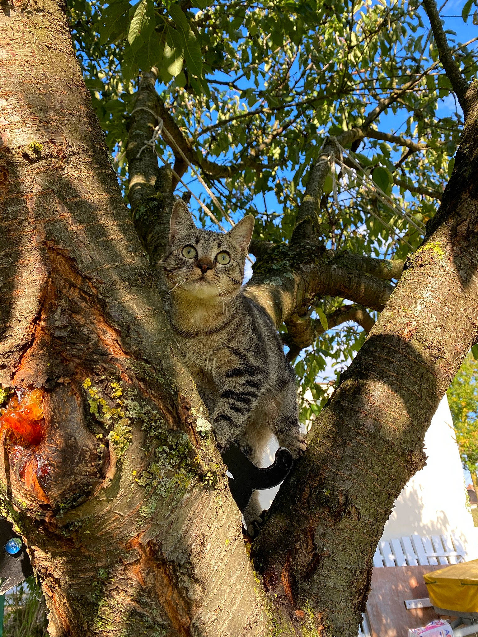 Haïa a rejoint le concours — aidez-le/la à gagner de superbes lots ! branch, carnivore, cat, deciduous, fawn, felidae, forest, fur, mammal, plant, small_to_medium_sized_cats, snout, tail, terrestrial_animal, tree, trunk, twig, whiskers, wildlife, wood