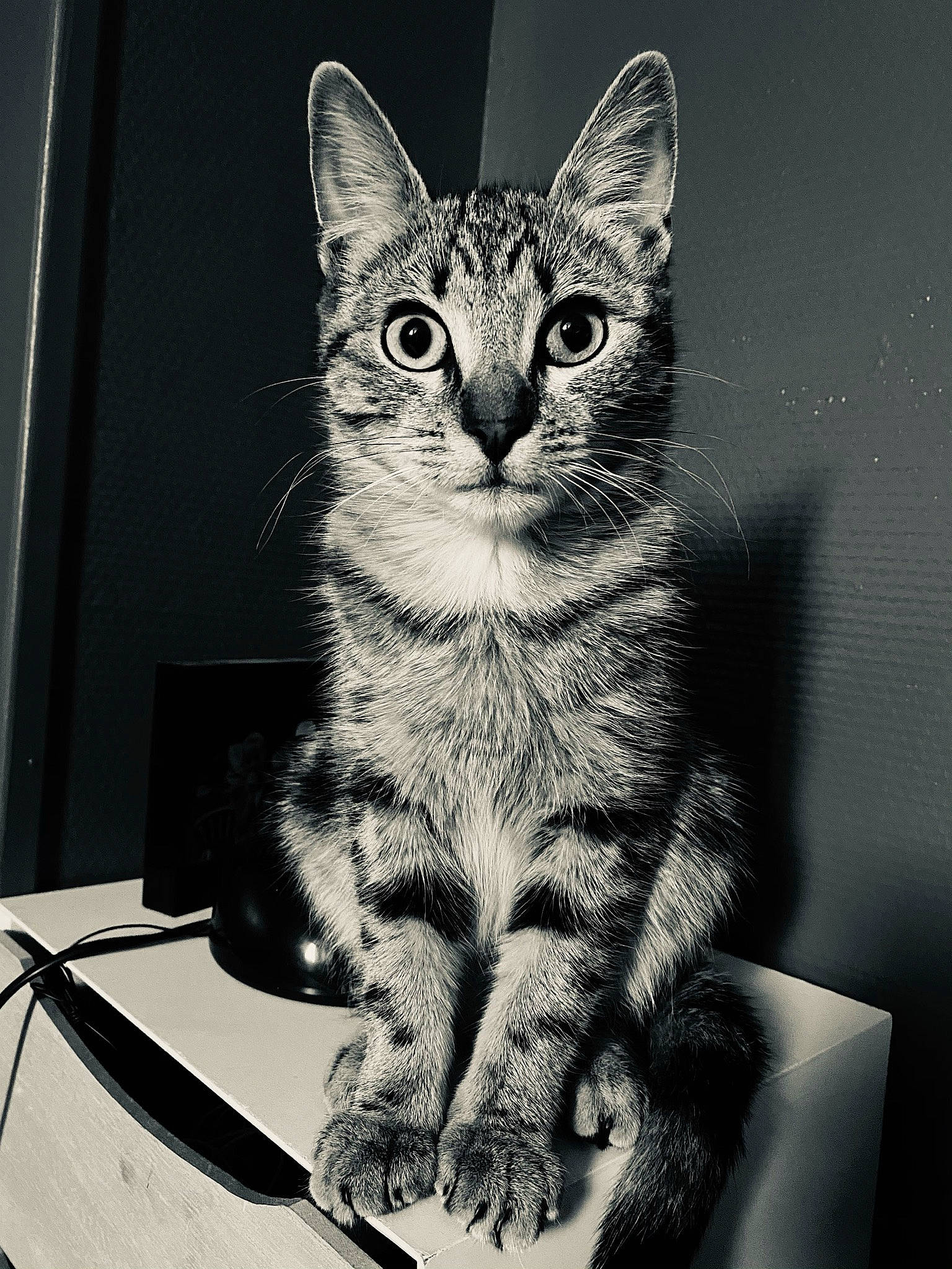 Haïa participe au concours pour gagner de l'argent avec cette photo : black_and_white, carnivore, cat, domestic_short_haired_cat, felidae, fur, monochrome, monochrome_photography, paw, photo_caption, rectangle, sitting, small_to_medium_sized_cats, snout, still_life_photography, stock_photography, style, tail, whiskers, wildlife