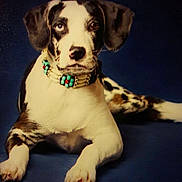 Paisley is registered to the contest to win money with this photo: dog, puppy, black_and_white, spotted, collar, beaded_collar, laying_down, blue_background, pet, animal, cute, portrait, canine, young_dog, fur, ears, paws, looking_at_camera, studio_photo, indoor