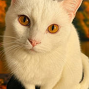Doc is registered to the contest to win money with this photo: cat, white_cat, animal, pet, close_up, portrait, amber_eyes, whiskers, fur, ears, nose, autumn, blurred_background, nature, outdoor, sitting, cute, calm, soft_light, feline