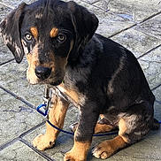 Sleuth is registered to the contest to win money with this photo: animal, black_fur, canine, collar, cute, dog, ears, eyes, leash, looking_up, outdoor, pavement, pet, portrait, puppy, sitting, sunlight, tan_fur, texture, young_dog