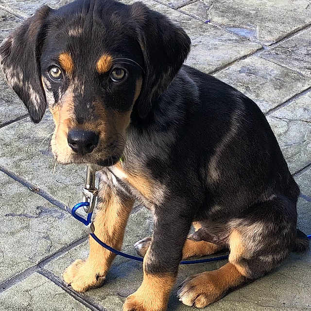 Sleuth is registered to the contest to win money with this photo: animal, black_fur, canine, collar, cute, dog, ears, eyes, leash, looking_up, outdoor, pavement, pet, portrait, puppy, sitting, sunlight, tan_fur, texture, young_dog