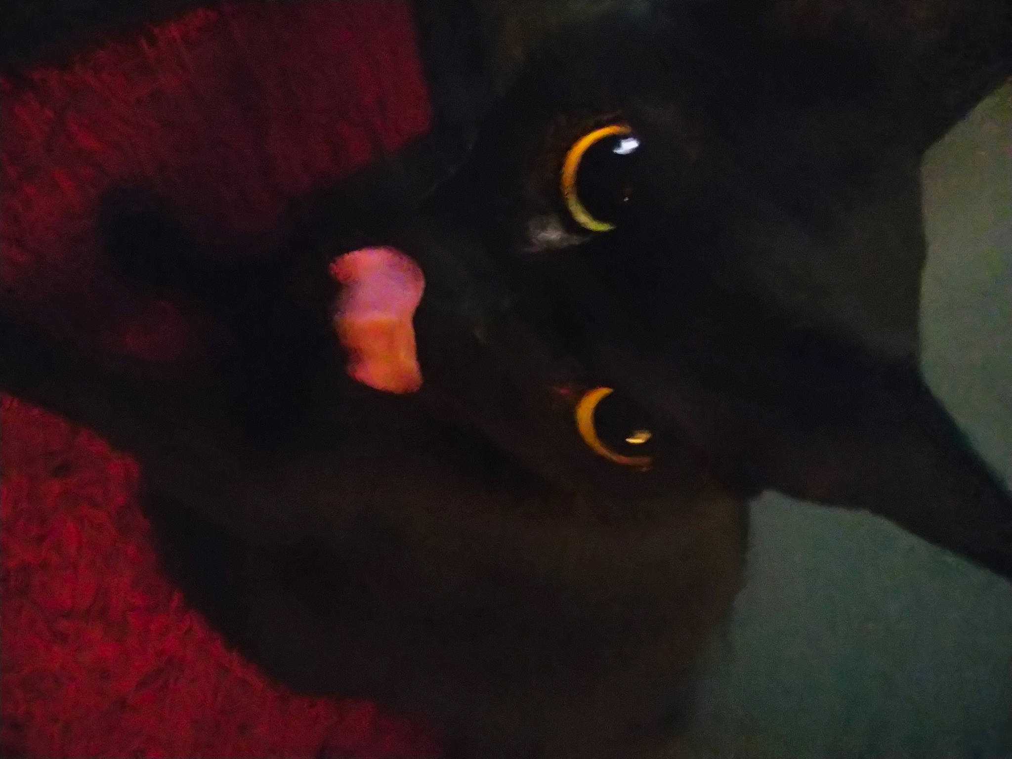 Lemy a rejoint le concours — aidez-le/la à gagner de superbes lots ! art, black_cat, bombay, carnivore, cat, felidae, fur, liver, plant, small_to_medium_sized_cats, snout, tail, terrestrial_animal, vertebrate, whiskers