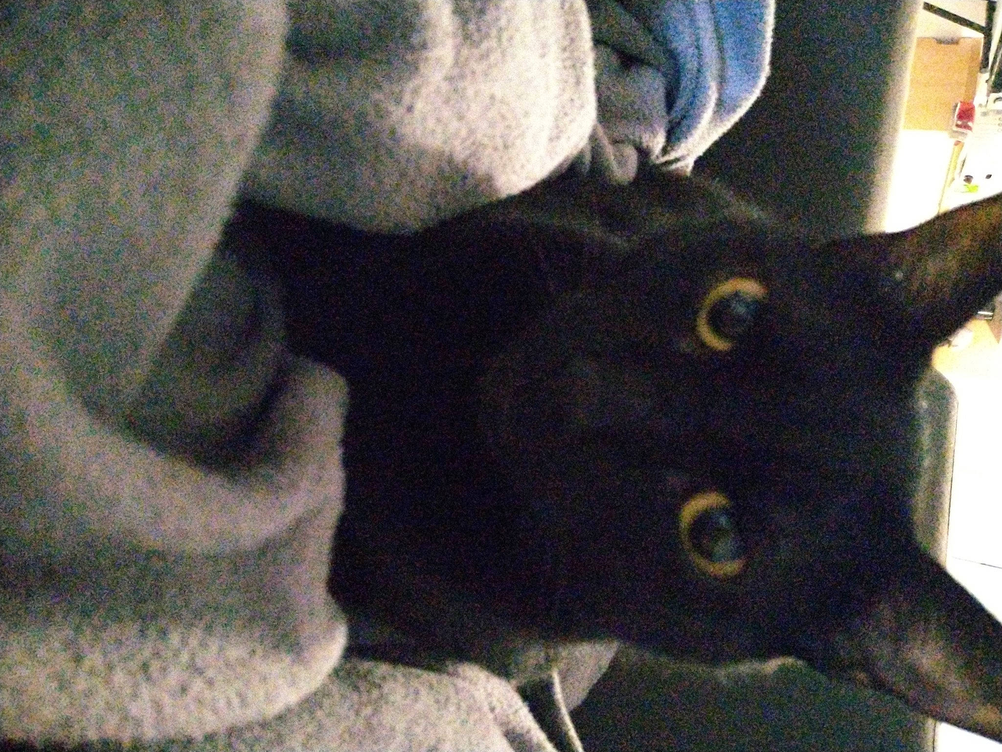 Lemy participe au concours pour gagner de l'argent avec cette photo : black_cat, bombay, carnivore, cat, domestic_short_haired_cat, ear, electric_blue, eye, felidae, fur, gesture, head, sleeve, small_to_medium_sized_cats, snout, tail, terrestrial_animal, whiskers