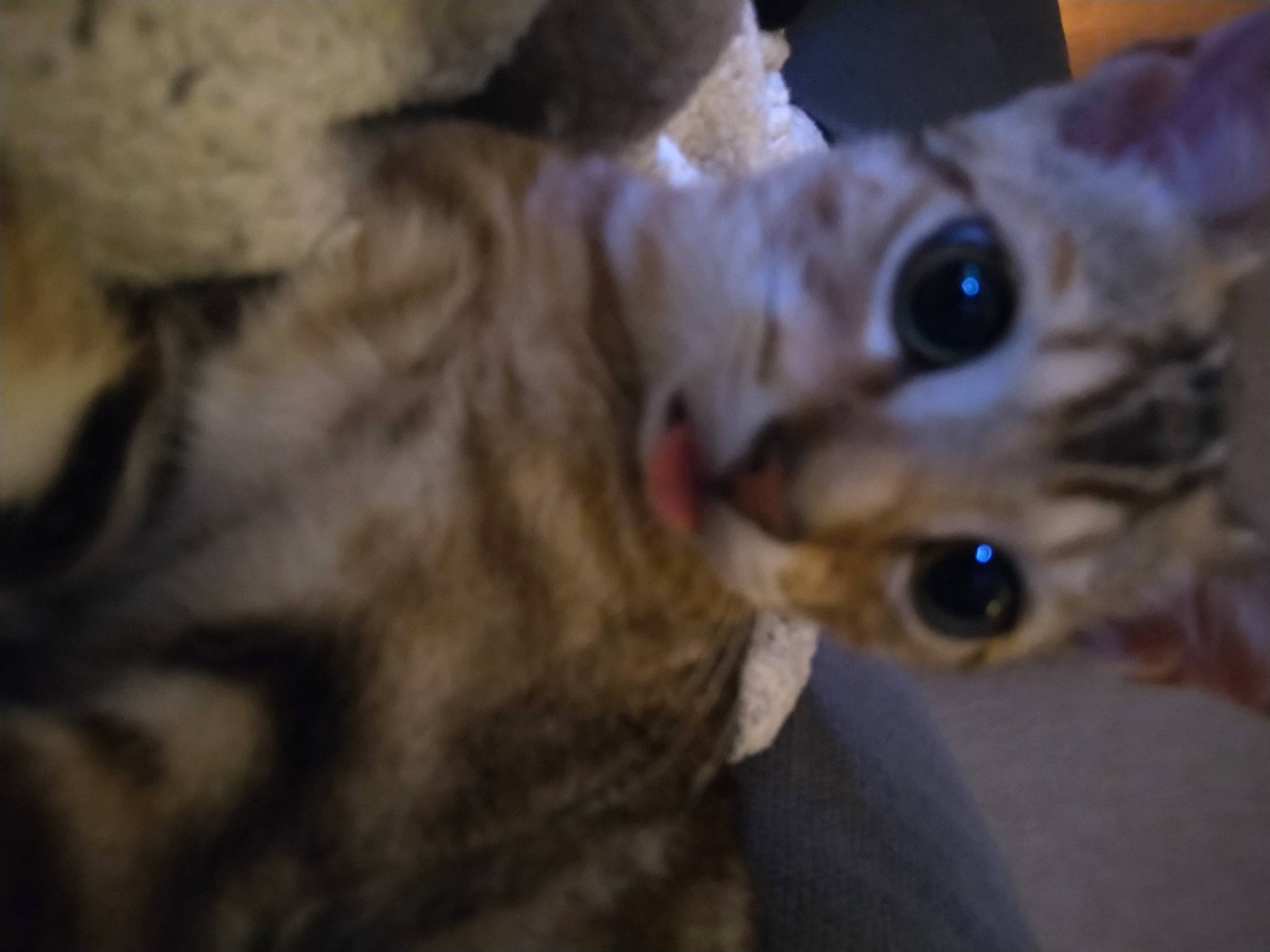 Bruce participe au concours pour gagner de l'argent avec cette photo : carnivore, cat, domestic_short_haired_cat, ear, fawn, felidae, fur, plant, small_to_medium_sized_cats, snout, terrestrial_animal, tree, whiskers, wildlife