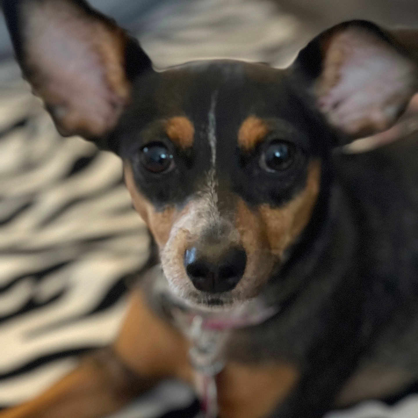 Luna is registered to the contest to win money with this photo: animal, beagle, bodypart, bulldog, canine, chihuahua, dog, face, head, hound, mouth, person, pet, puppy, snout