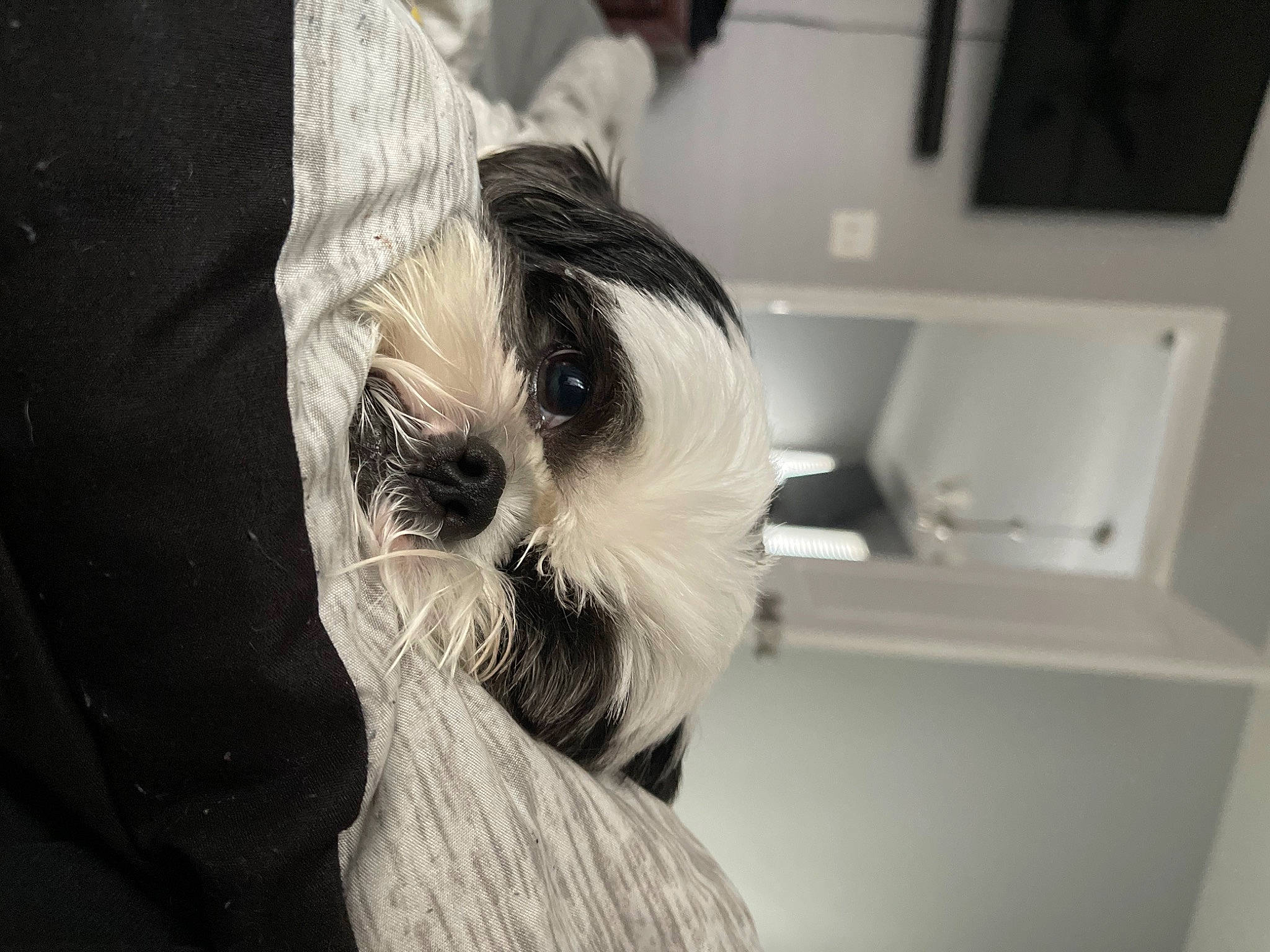 John Curtis is registered to the contest to win money with this photo: black_and_white, carnivore, comfort, companion_dog, dog_breed, dress, eyebrow, eyelash, eyewear, fashion_design, fur, grey, kitchen_appliance, long_hair, neck, snout, style, sunglasses, toy_dog, whiskers