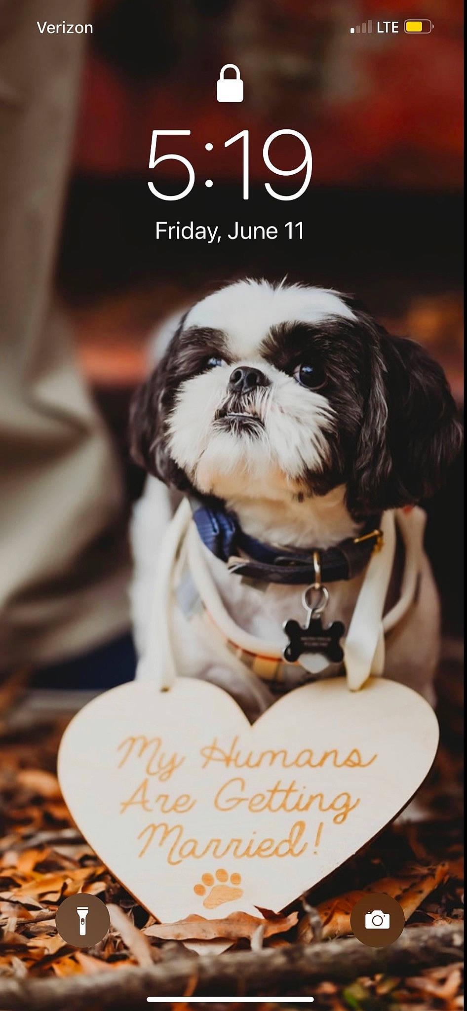 John Curtis is registered to the contest to win money with this photo: canidae, carnivore, collar, companion_dog, dog, dog_breed, dog_collar, dog_supply, event, font, formal_wear, fur, liver, pet_supply, photo_caption, recipe, shih_tzu, snout, sporting_group, toy_dog