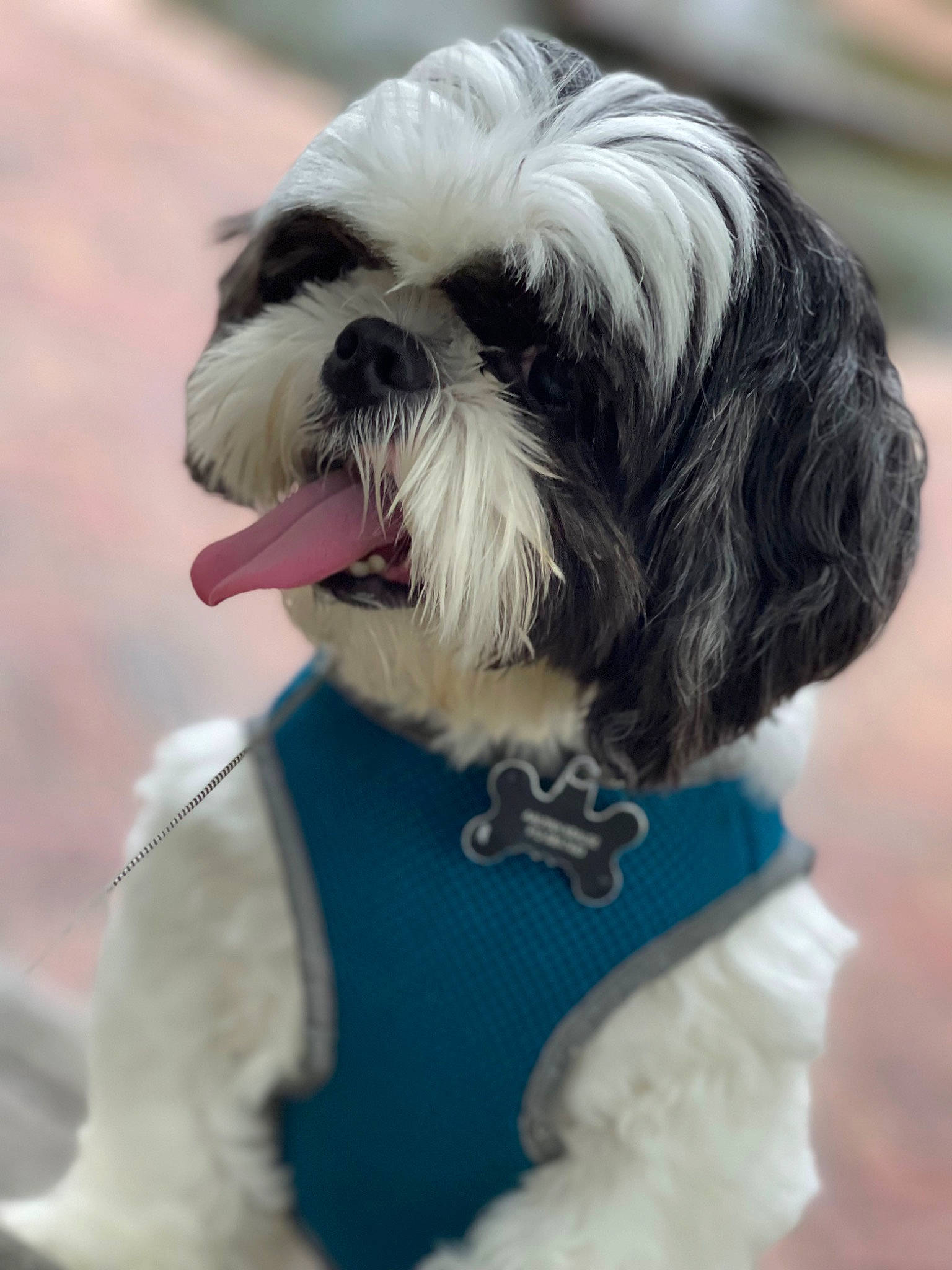 John Curtis joined the competition — help win amazing prizes! biewer_terrier, canidae, carnivore, companion_dog, dog, dog_breed, dog_supply, fawn, fur, liver, mal_shi, maltepoo, shih_tzu, small_terrier, snout, sporting_group, terrestrial_animal, terrier, toy_dog, working_animal