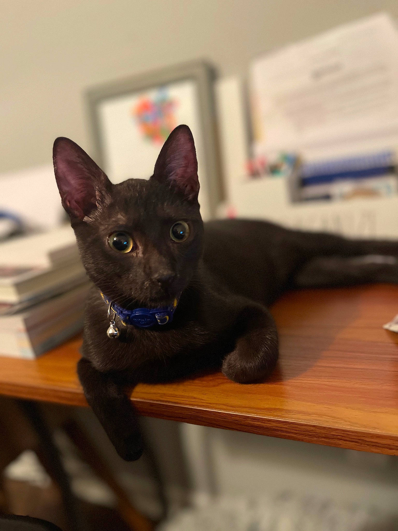 Charcoal joined the competition — help win amazing prizes! black_cat, bombay, carnivore, cat, cat_supply, desk, domestic_short_haired_cat, felidae, fur, hardwood, russian_blue, small_to_medium_sized_cats, snout, table, whiskers, wood