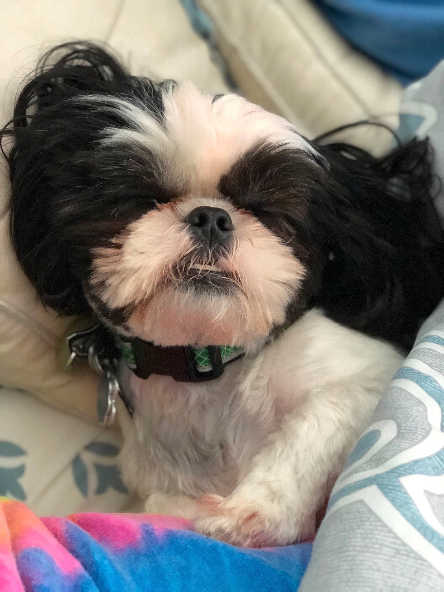 John Curtis is registered to the contest to win money with this photo: canidae, carnivore, chinese_imperial_dog, companion_dog, dog, dog_breed, kyi_leo, lhasa_apso, lowchen, maltepoo, mammal, morkie, pekapoo, puppy, puppy_love, shih_poo, shih_tzu, snout, toy_dog, vertebrate