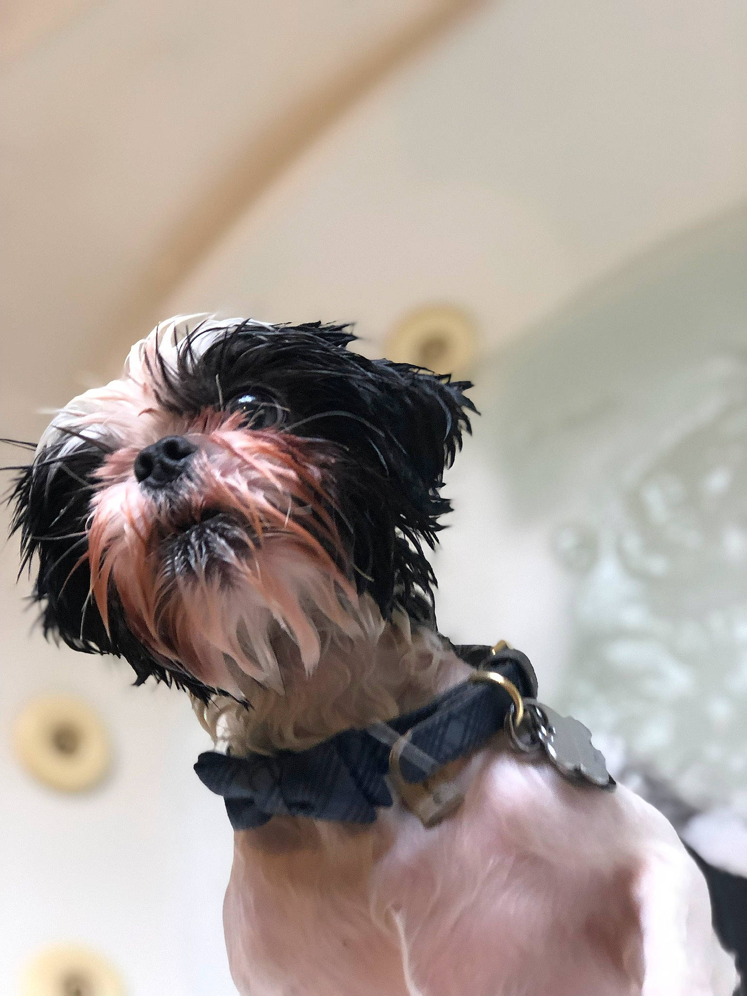 John Curtis joined the competition — help win amazing prizes! affenpinscher, canidae, carnivore, chinese_imperial_dog, companion_dog, dog, dog_breed, dog_clothes, lowchen, mammal, morkie, puppy, rare_breed_dog, schnoodle, shih_tzu, small_terrier, snout, sporting_group, toy_dog, yorkshire_terrier