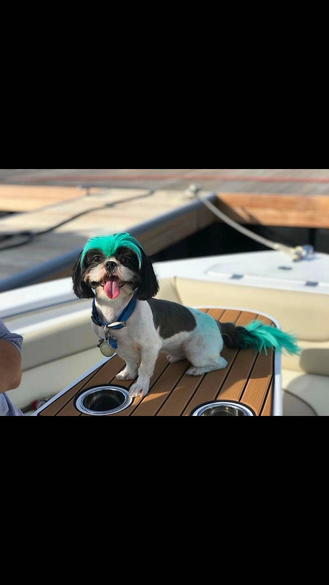 John Curtis is registered to the contest to win money with this photo: boston_terrier, canidae, carnivore, companion_dog, cool, dog, eyewear, glasses, goggles, personal_protective_equipment, photography, sporting_group, sunglasses, table, vehicle, vision_care