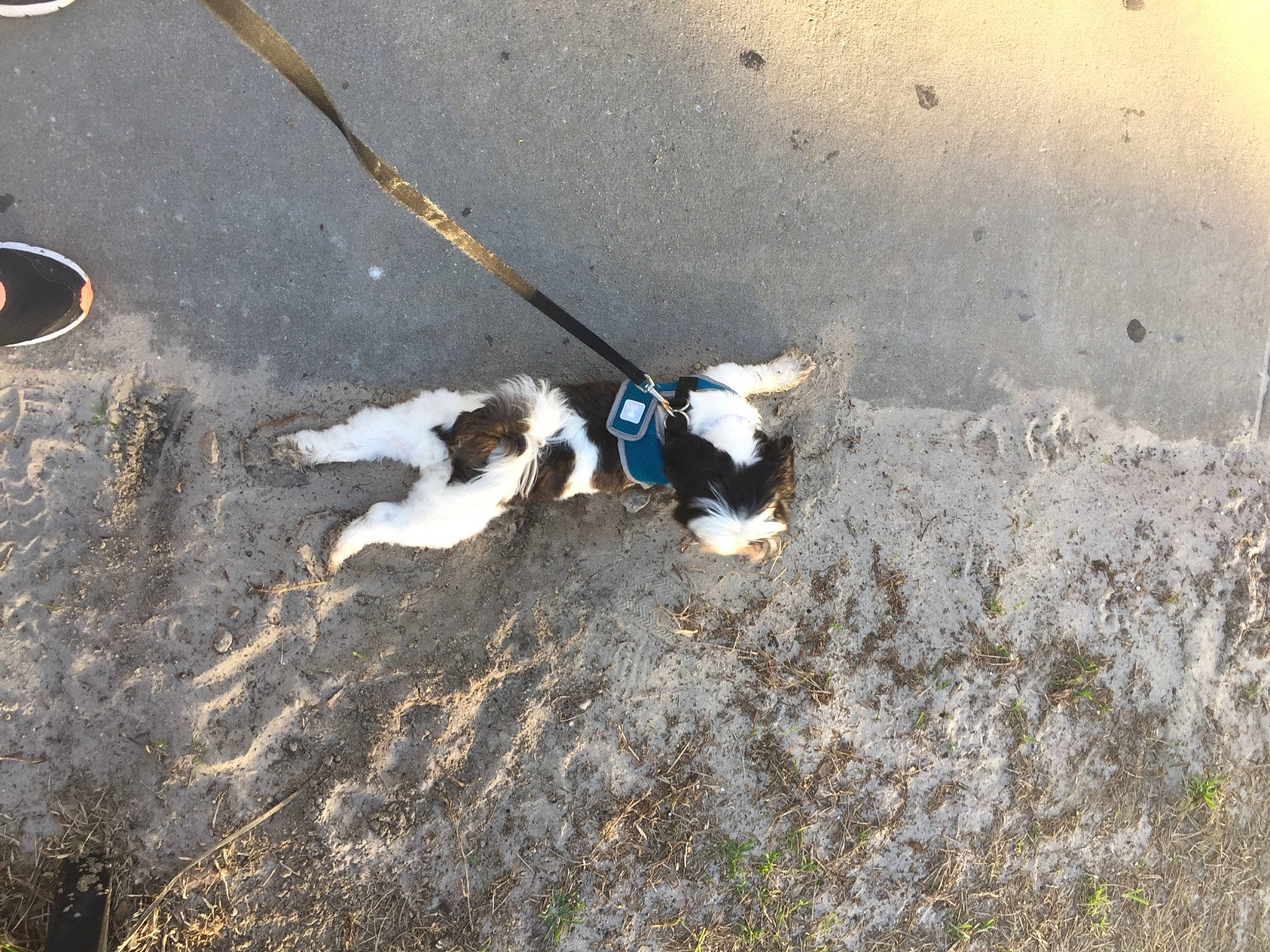 John Curtis joined the competition — help win amazing prizes! canidae, carnivore, dog, dog_breed, pointer, soil, sporting_group