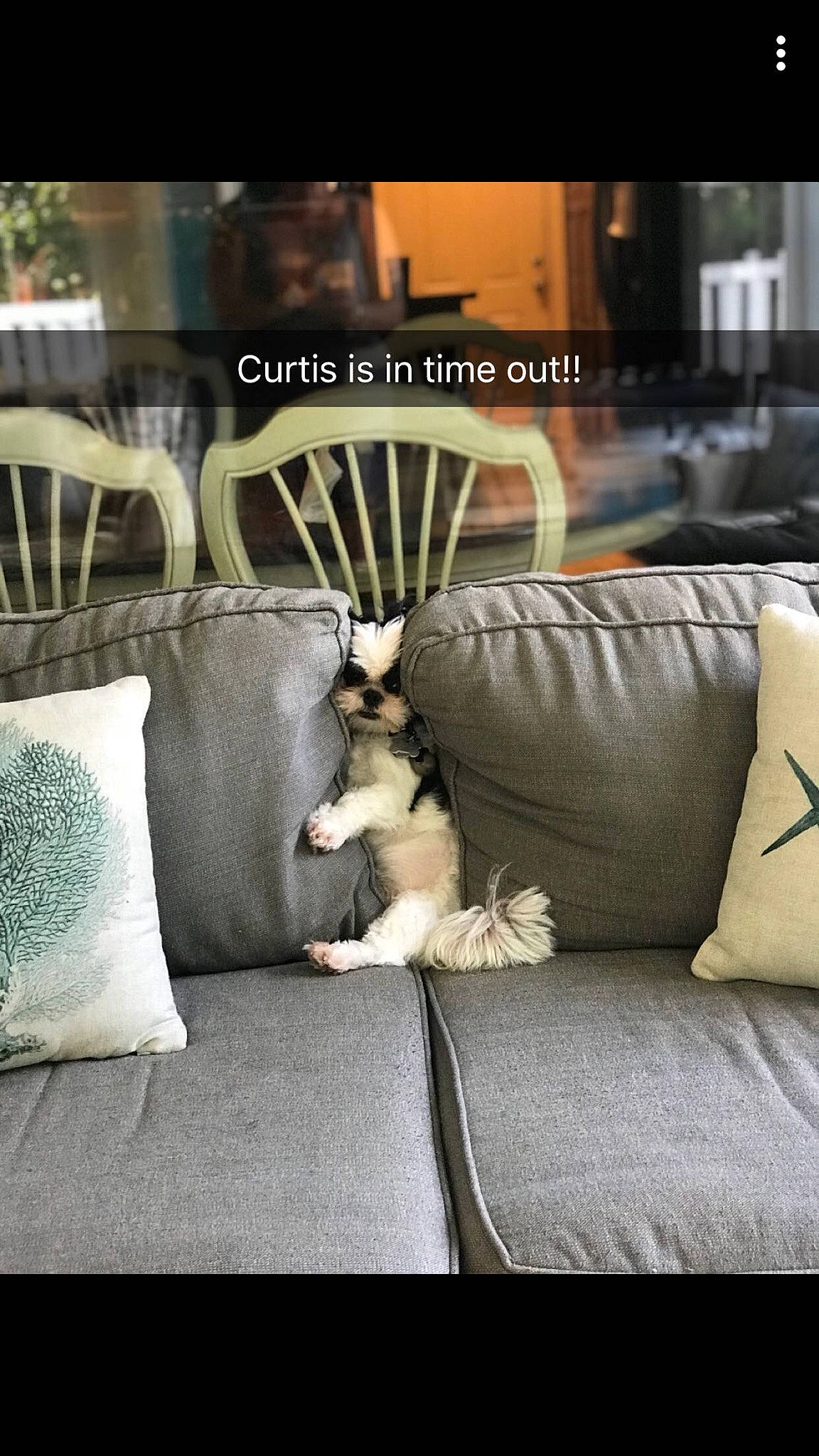 John Curtis is registered to the contest to win money with this photo: canidae, carnivore, cat, comfort, companion_dog, couch, cushion, furniture, interior_design, kitten, living_room, photo_caption, pillow, room, slipcover, sofa_bed, throw_pillow, whiskers