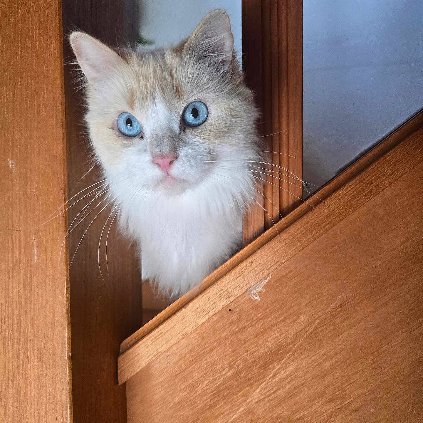 Ava a rejoint le concours — aidez-le/la à gagner de superbes lots ! cat, blue_eyes, fluffy, wood, railing, curious, pet, animal, indoor, close_up, whiskers, pink_nose, feline, portrait, looking, cute, fur, domestic_cat, head, ears