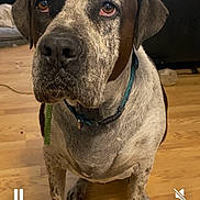 Spot joined the competition — help win amazing prizes! animal, brown, canine, close_up, collar, dog, domestic, ears, face, floor, furniture, home, indoor, living_room, pet, quiet, sitting, speckled_coat, white, wooden_floor