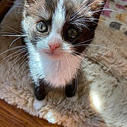 Sprout is registered to the contest to win money with this photo: adorable, animal, blanket, cat, closeup, cute, eyes, fluffy, fur, indoor, kitten, looking_up, pet, pink_nose, small, soft, sunlight, tabby, whiskers, young