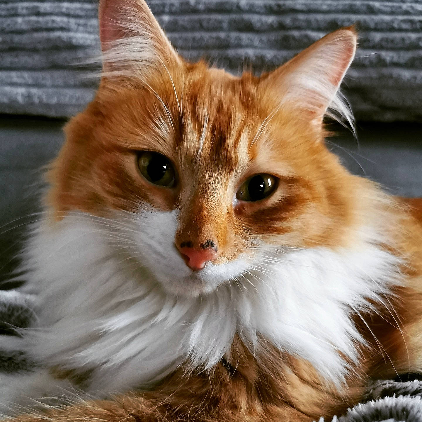 Youpi participe au concours pour gagner de l'argent avec cette photo : carnivore, cat, domestic_short_haired_cat, eye, fawn, felidae, fur, grass, iris, small_to_medium_sized_cats, snout, tail, terrestrial_animal, tree, whiskers, wildlife, window, wood