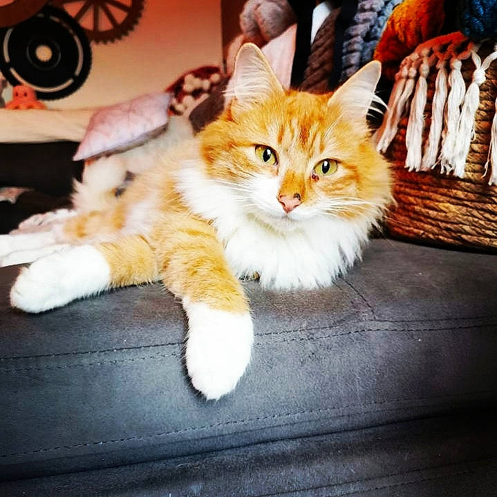 Youpi a rejoint le concours — aidez-le/la à gagner de superbes lots ! carnivore, cat, claw, comfort, companion_dog, domestic_short_haired_cat, fawn, felidae, fur, hardwood, human_leg, lap, paw, photo_caption, sitting, small_to_medium_sized_cats, snout, tail, whiskers, wood