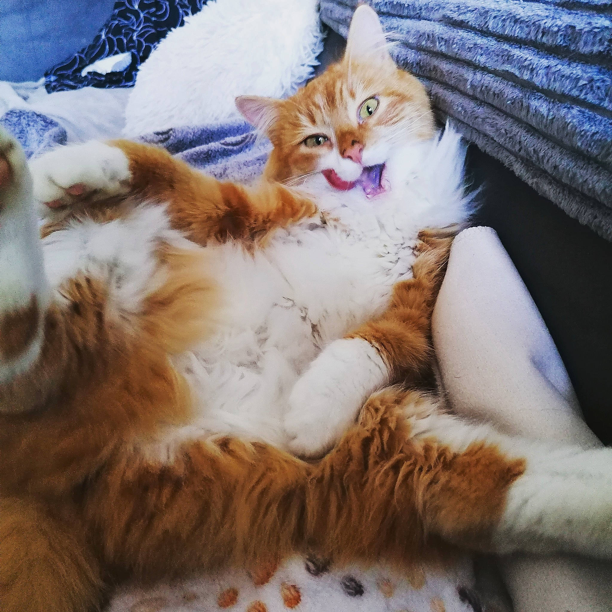 Youpi a rejoint le concours — aidez-le/la à gagner de superbes lots ! carnivore, cat, claw, comfort, companion_dog, domestic_short_haired_cat, eye, fawn, felidae, fur, grass, hair, happy, iris, lap, paw, small_to_medium_sized_cats, snout, tail, whiskers