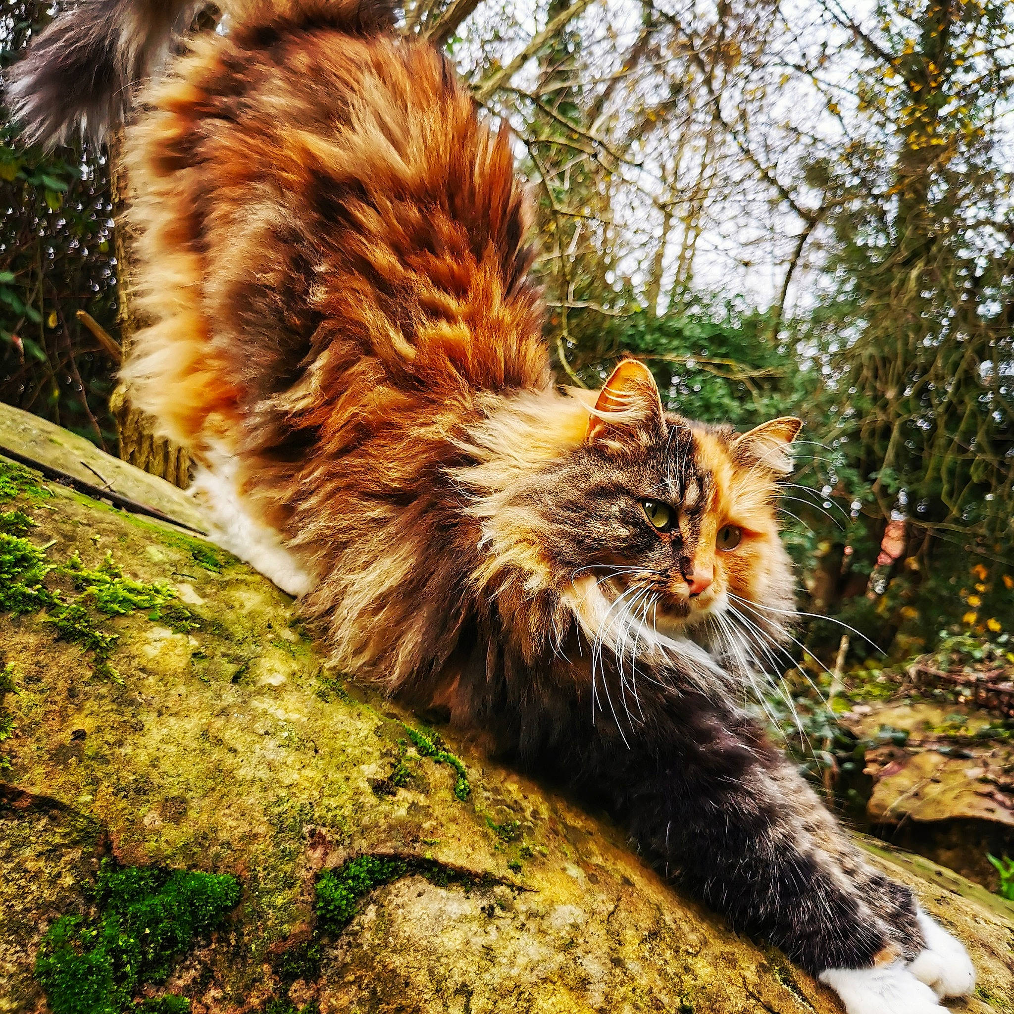 Isys a rejoint le concours — aidez-le/la à gagner de superbes lots ! carnivore, cat, claw, domestic_short_haired_cat, fawn, felidae, fur, grass, maine_coon, plant, small_to_medium_sized_cats, snout, soil, tail, terrestrial_animal, tree, trunk, whiskers, wildlife, wood