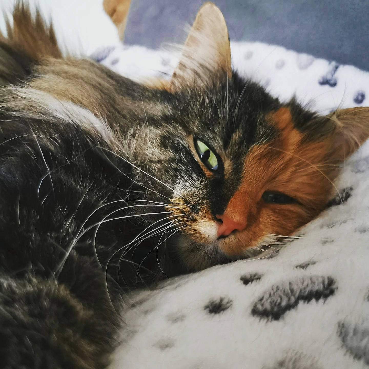 Isys a rejoint le concours — aidez-le/la à gagner de superbes lots ! carnivore, cat, claw, close_up, comfort, domestic_short_haired_cat, felidae, fur, grass, nap, paw, sand, sky, small_to_medium_sized_cats, snout, snow, terrestrial_animal, tree, whiskers, wildlife