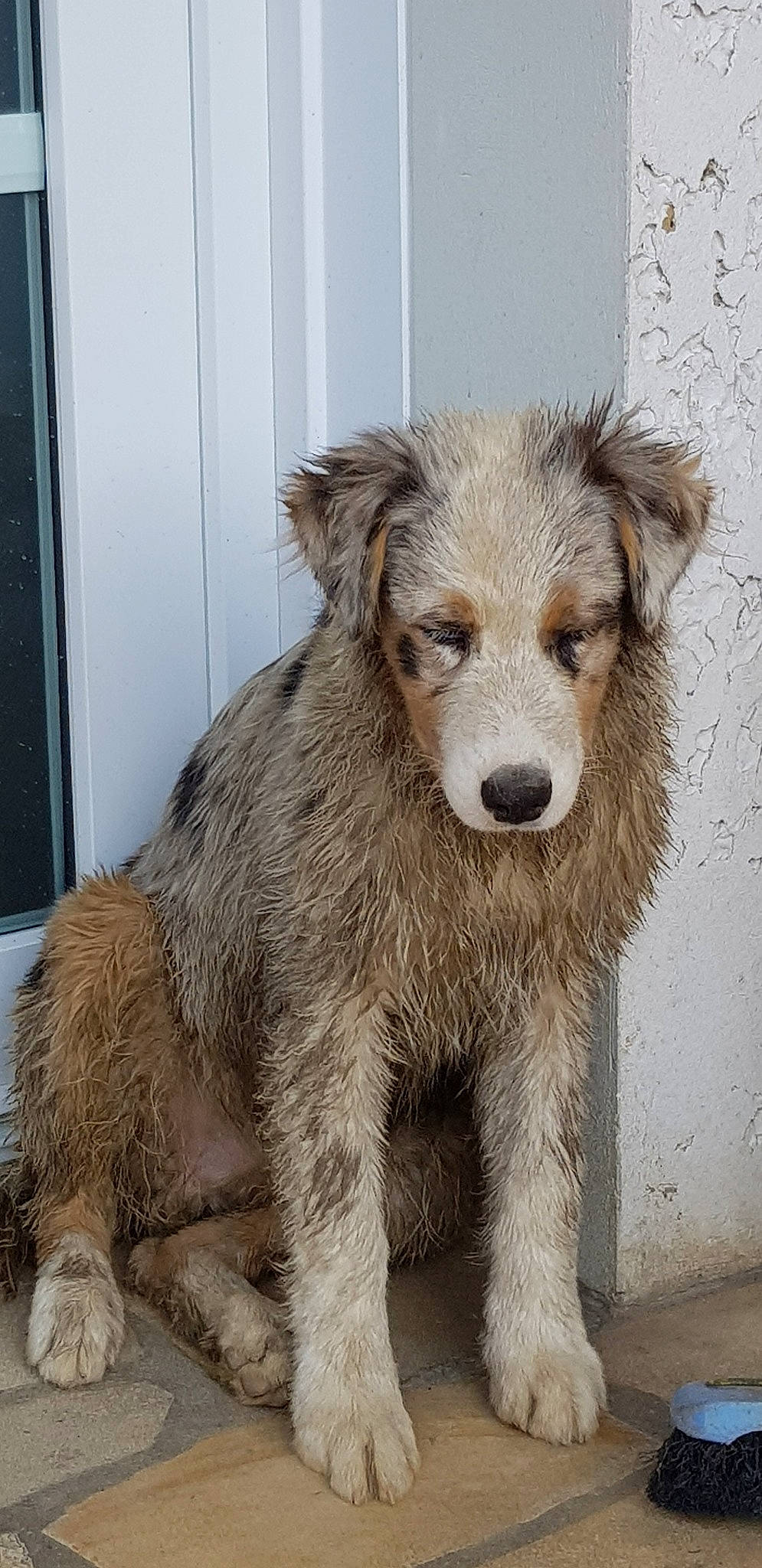 Pogo participe au concours pour gagner de l'argent avec cette photo : basque_shepherd_dog, berger_picard, canidae, carnivore, companion_dog, dog, dog_breed, mammal, miniature_australian_shepherd, puppy, rare_breed_dog, snout, street_dog, vertebrate
