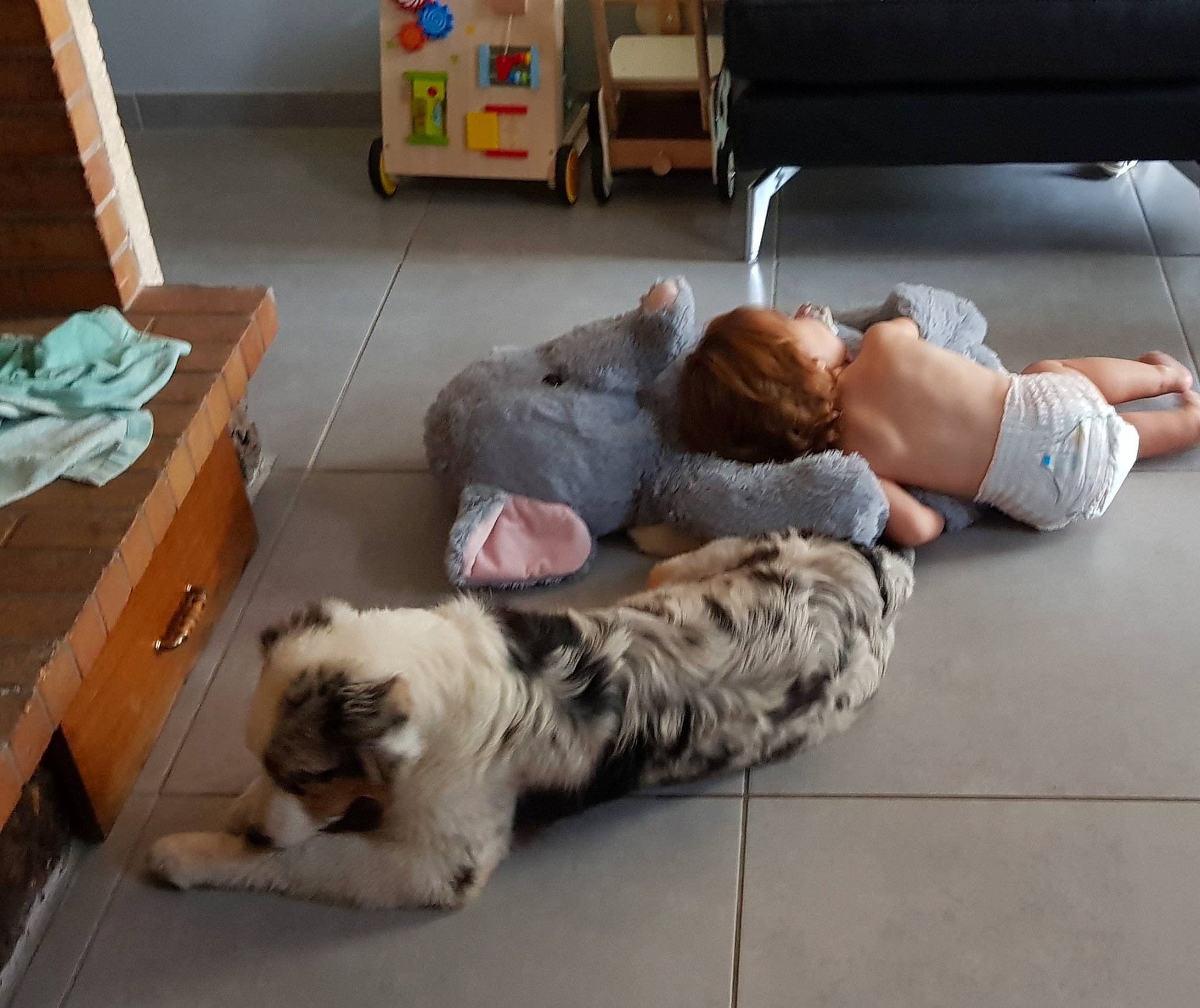 Pogo participe au concours pour gagner de l'argent avec cette photo : australian_shepherd, canidae, carnivore, child, companion_dog, dog, dog_breed, fawn, floor, fur, nap, play, puppy, puppy_love, sleep, sporting_group