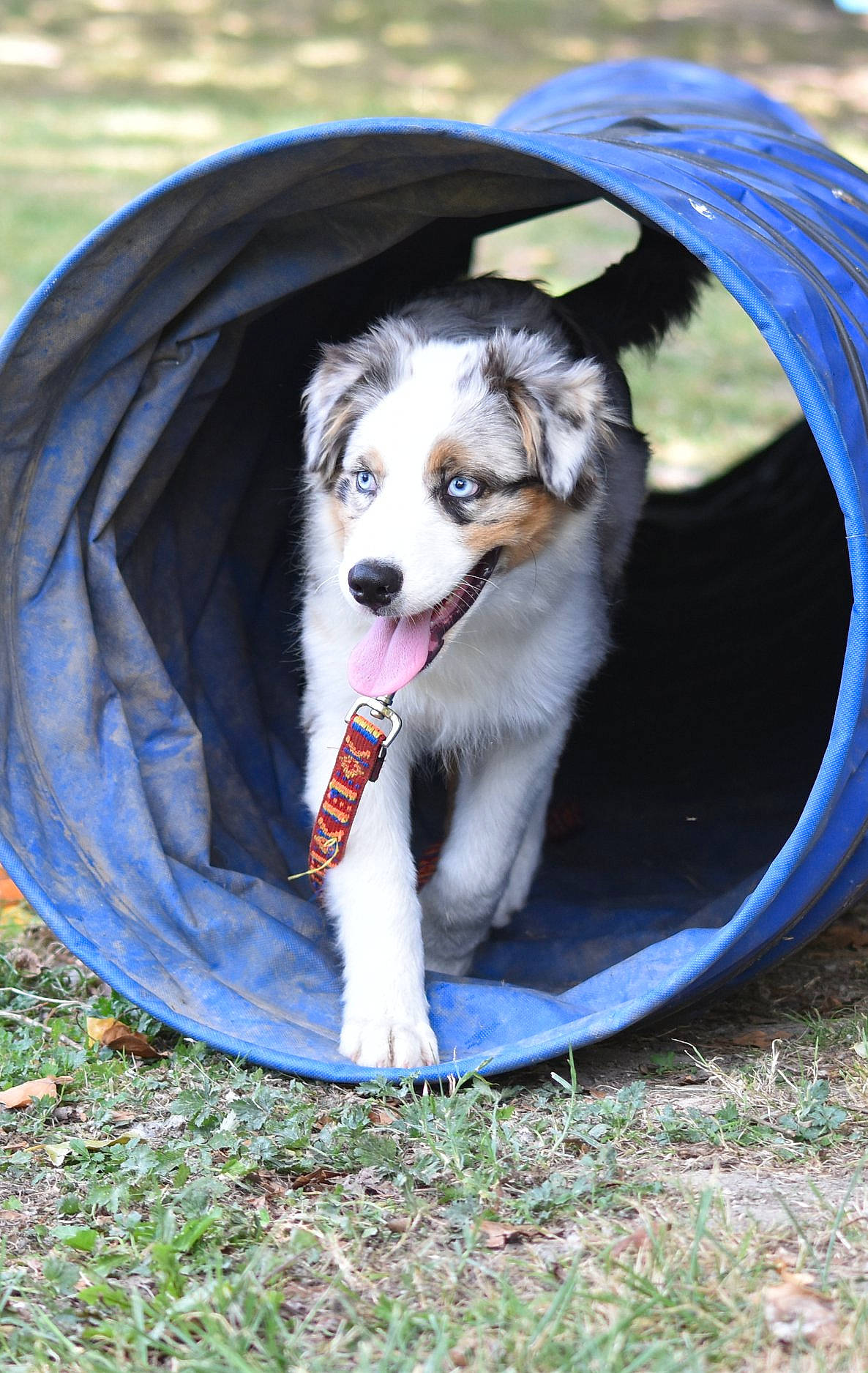 Pogo a rejoint le concours — aidez-le/la à gagner de superbes lots ! australian_collie, australian_shepherd, canidae, carnivore, companion_dog, dog, dog_agility, dog_breed, herding_dog, mammal, miniature_australian_shepherd, puppy, rare_breed_dog, sporting_group, vertebrate, working_dog