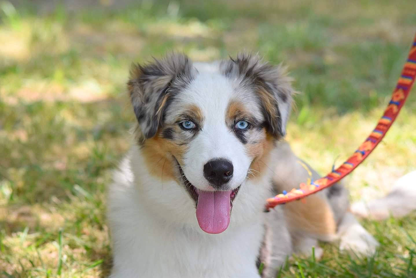 Pogo a rejoint le concours — aidez-le/la à gagner de superbes lots ! australian_collie, australian_shepherd, border_collie, canidae, carnivore, companion_dog, dog, dog_breed, english_shepherd, mammal, miniature_australian_shepherd, puppy, rare_breed_dog, scotch_collie, snout, sporting_group, tornjak, vertebrate, welsh_sheepdog, working_dog