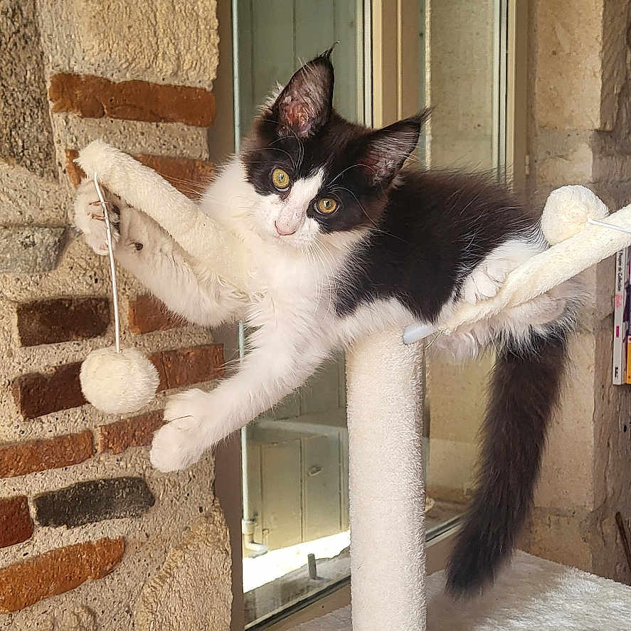 Bella