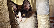 Bella a rejoint le concours — aidez-le/la à gagner de superbes lots ! cat, kitten, black_and_white, fluffy, feline, pet, animal, portrait, sitting, cat_tree, scratching_post, indoors, home, window, brick_wall, stucco, white_fur, black_fur, blue_eyes, cute