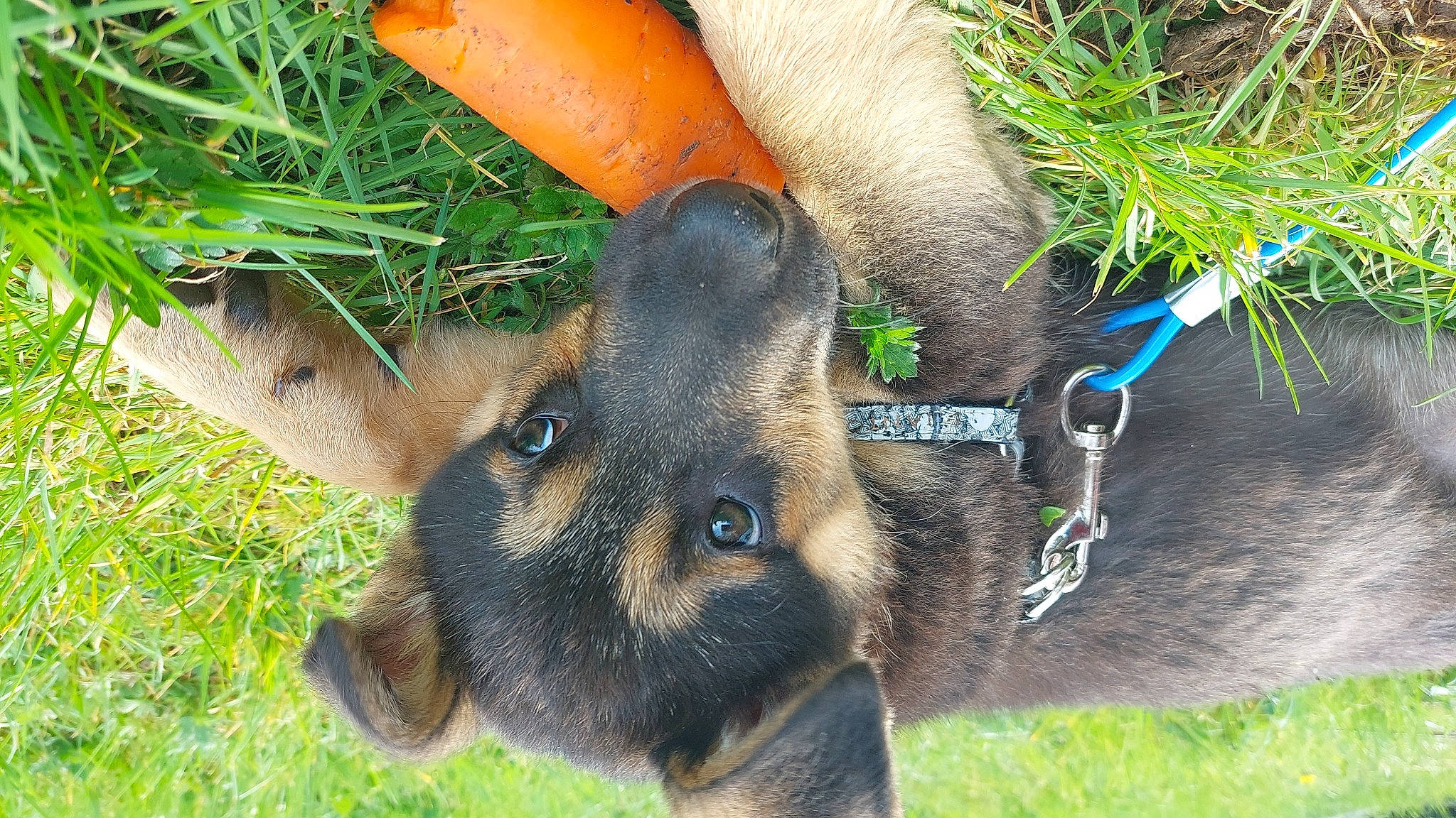 Blue joined the competition — help win amazing prizes! canidae, carnivore, collar, dog_breed, fawn, foot, fur, grass, marsupial, paw, plant, snout, terrestrial_animal, whiskers, wildlife, working_animal