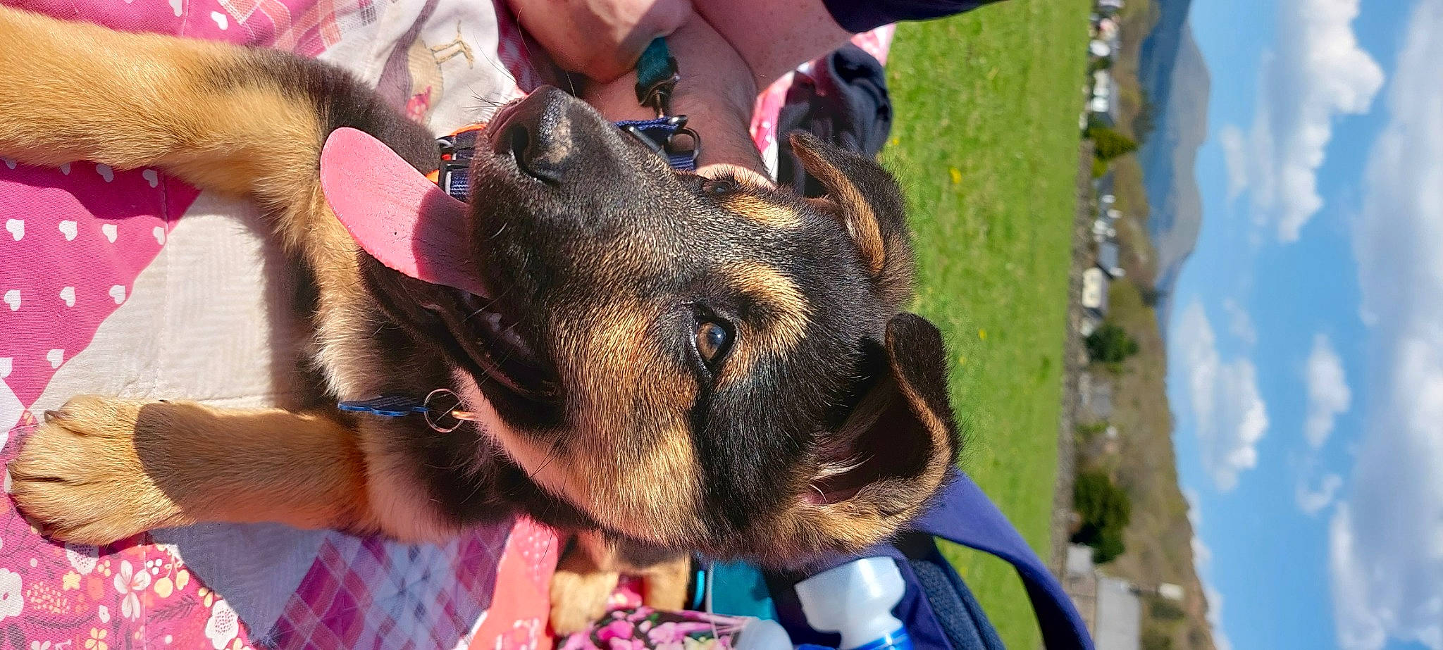 Blue joined the competition — help win amazing prizes! blue, canidae, carnivore, collar, companion_dog, dog, dog_breed, dog_collar, ear, fawn, fur, goat, grass, leash, liver, snout, sporting_group, street_fashion, whiskers, working_animal