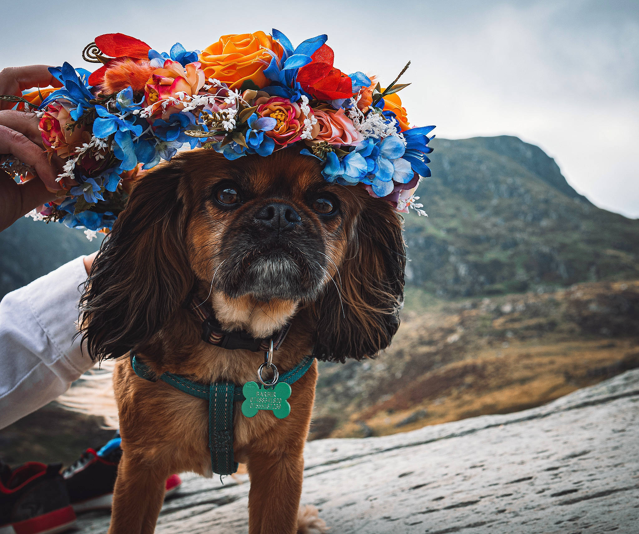 Snowdon is registered to the contest to win money with this photo: carnivore, companion_dog, dog, dog_breed, dog_clothes, dog_collar, dog_supply, fawn, flower, fun, happy, hat, headgear, leash, plant, sky, snout, sunglasses, toy_dog, working_animal